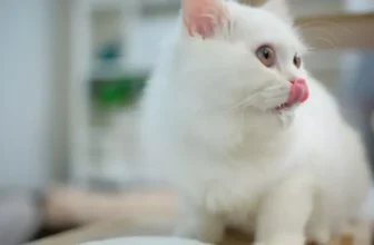 The Most Popular Exotic Pets and Their Supply Needs