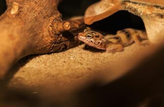 How Can You Create the Perfect Habitat for Your Exotic Pet?