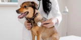 How Can You Improve Your Pet’s Overall Health and Wellness?