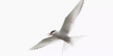 Why Are Full-Spectrum Lights Important for Bird Health?